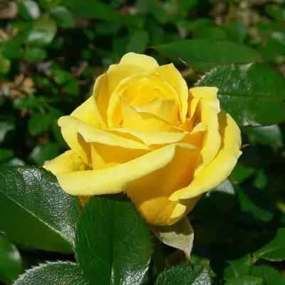 Роза ПАПИЛОН чайно-гибридная в Полоцке