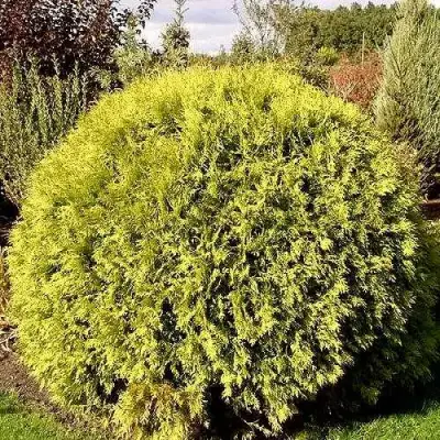 Туя ГЛОБОЗА АУРЕА западная в Полоцке