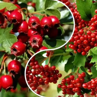 Комплект БУДЬ ЗДОРОВ в Полоцке