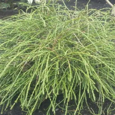 Туя ФИЛИФОРМИС   в Полоцке