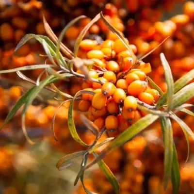 Облепиха ФИНСКАЯ в Полоцке