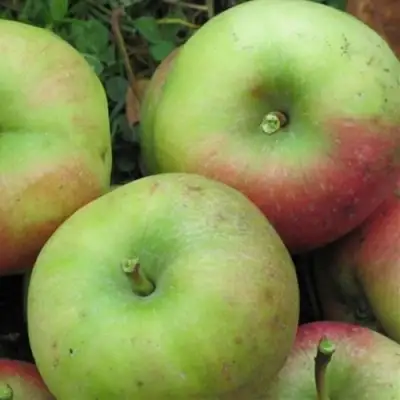 Яблоня ПАМЯТЬ СИКОРЫ в Полоцке