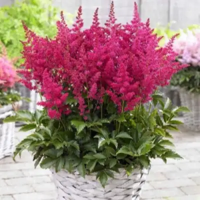 Астильба ЛАКИ ДЕЙ Арендса в Полоцке