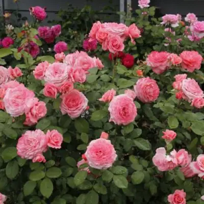 Роза ИНСТИТУТ ЛЮМЬЕР шраб в Полоцке