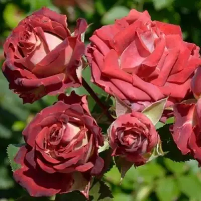 Роза ТИРАМИСУ спрей в Полоцке