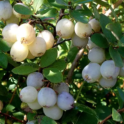 Голубика СНЕГУРОЧКА в Полоцке