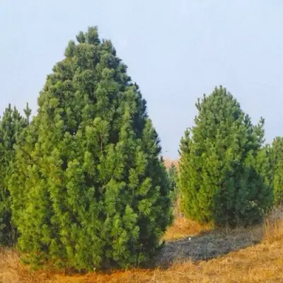 Сосна черная ПИРАМИДАЛИС в Полоцке