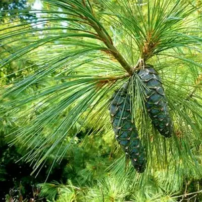 Сосна гриффита в Полоцке