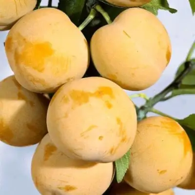 Слива РЕНКЛОД ранний в Полоцке