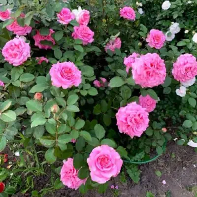 Роза ЭШЛИ чайно-гибридная в Полоцке