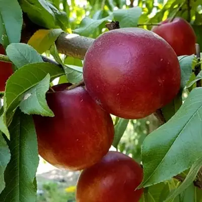 Нектарин ФАНТАЗИЯ в Полоцке