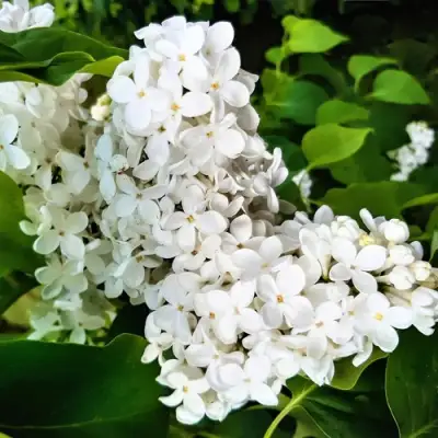 Сирень МАЛЕНЬКИЙ ПРИНЦ в Полоцке