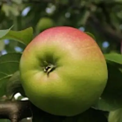 Яблоня СОКОЛОВСКОЕ стелющаяся в Полоцке