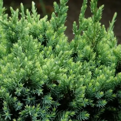 Можжевельник ХОЛГЕР чешуйчатый в Полоцке