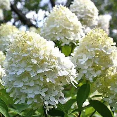 Гортензия БОМБШЕЛ метельчатая в Полоцке