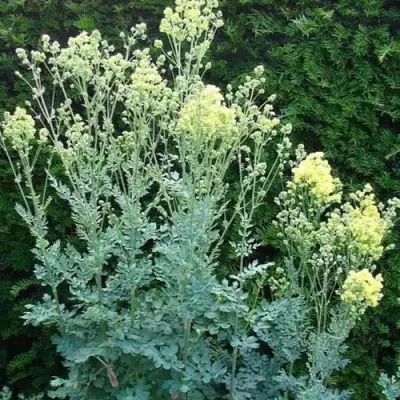 Василистник ГЛАУКУМ желтый в Полоцке