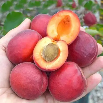 Абрикос РУБИСТА в Полоцке