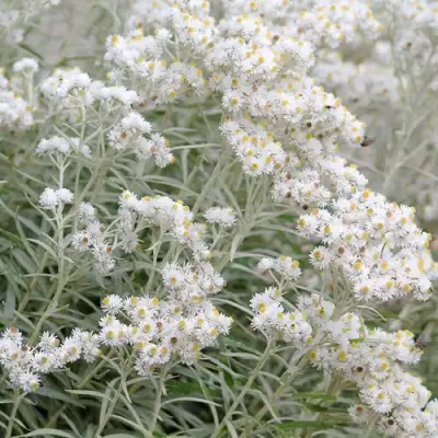 Анафалис ЖЕМЧУЖНЫЙ в Полоцке