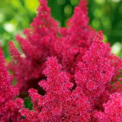 Астильба КОБЛЕНЦ японская в Полоцке