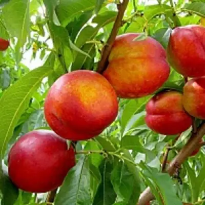 Нектарин ХАРБЛЕЙЗ в Полоцке