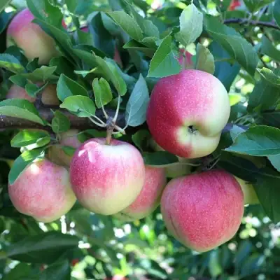 Яблоня ГРУШОВКА МОСКОВСКАЯ в Полоцке