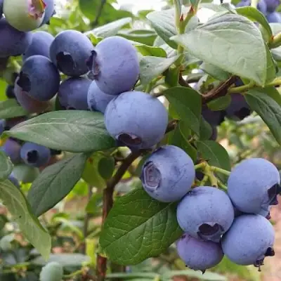 Голубика БЛЮГОЛД в Полоцке