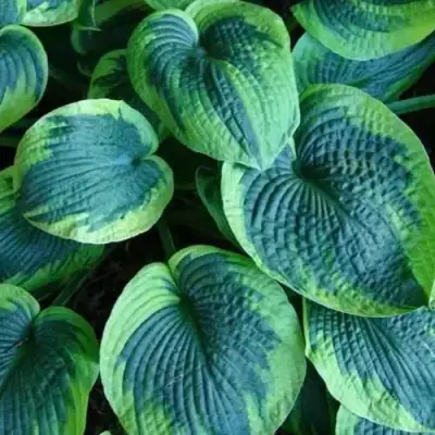 Хоста ТОКУДАМА ФЛАВОЦИРЦИНАЛИС гибридная в Полоцке