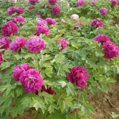 Пион КИТАЙСКИЙ ШЕЛК травянистый в Полоцке