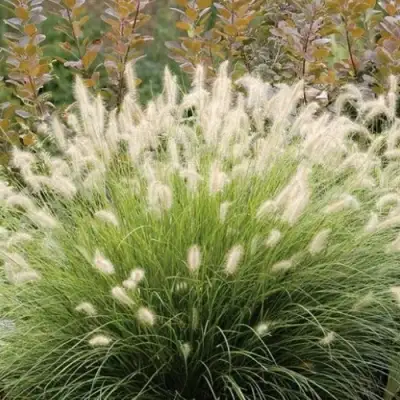 Пеннисетум ХАМЕЛН в Полоцке