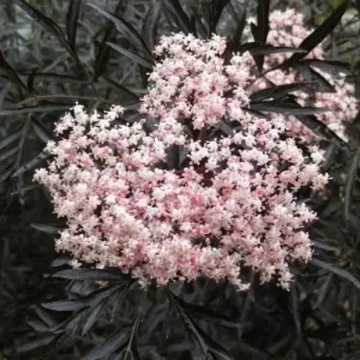 Бузина черная БЛЭК ЛЕЙС ЕВА в Полоцке