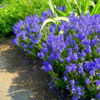 Вероника РОЯЛ БЛЮ большая в Полоцке