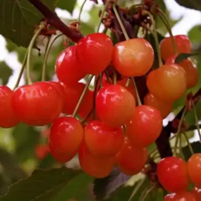 Черешня ДОНЧАНКА в Полоцке