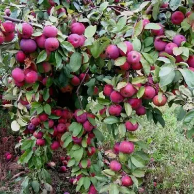 Яблоня ФЛОРИНА в Полоцке