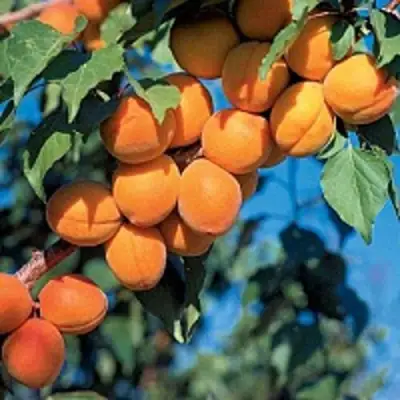 Абрикос ХАРКОТ в Полоцке