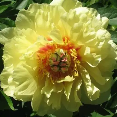 Пион ЗОЛОТАЯ КОРОНА древовидный в Полоцке