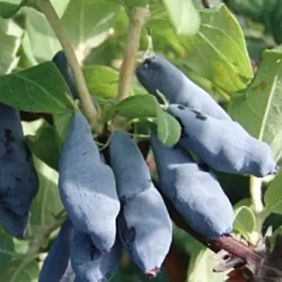 Жимолость съедобная НИМФА (ГАММА) в Полоцке