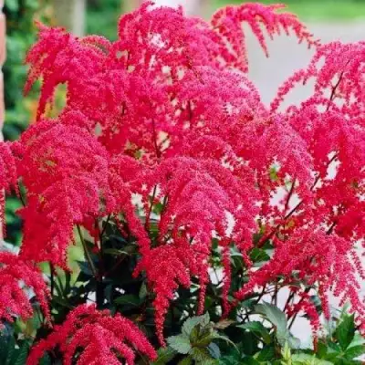 Астильба РЕД ЧАРМ Арендса в Полоцке