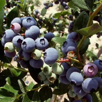 Голубика ЭЛИЗАБЕТ в Полоцке