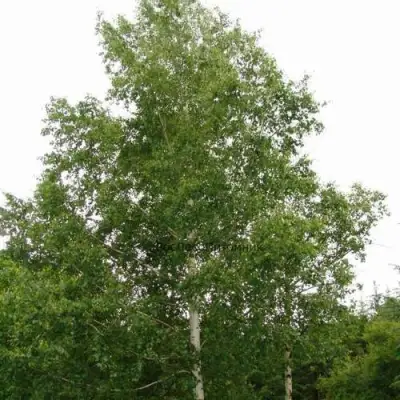 Береза бородавчатая в Полоцке