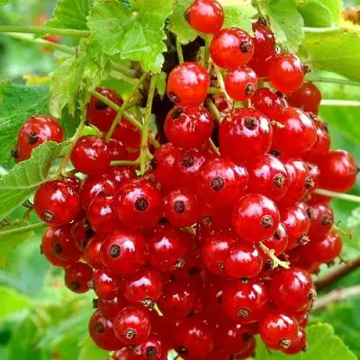 Смородина красная НЕНАГЛЯДНАЯ в Полоцке