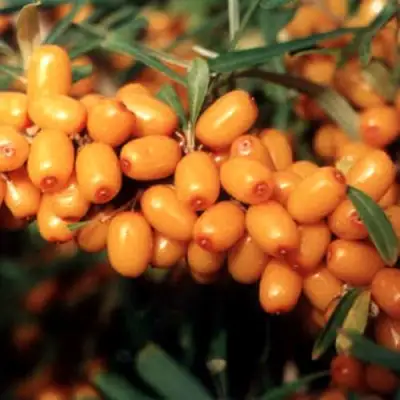 Облепиха ДАР МГУ в Полоцке