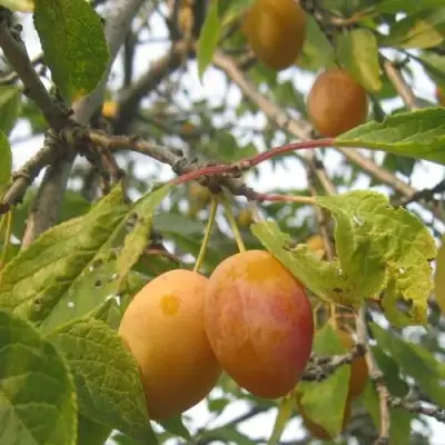 Слива НАТАША в Полоцке