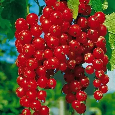 Смородина красная РОВАДА в Полоцке