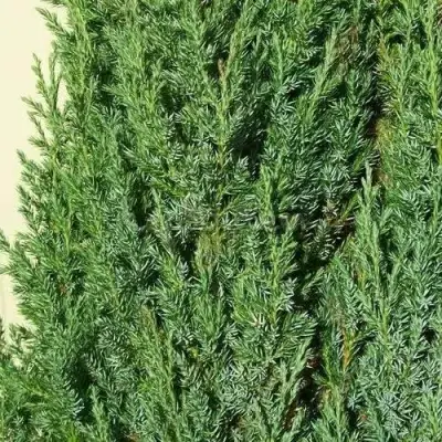 Можжевельник ХИБЕРНИКА обыкновенный  в Полоцке