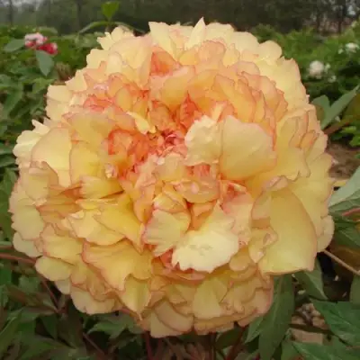 Пион ЗОЛОТАЯ РОССЫПЬ древовидный в Полоцке