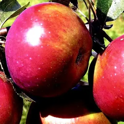 Яблоня ВЕСЯЛИНА в Полоцке