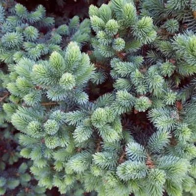 Ель ЭХИНИФОРМИС сизая в Полоцке