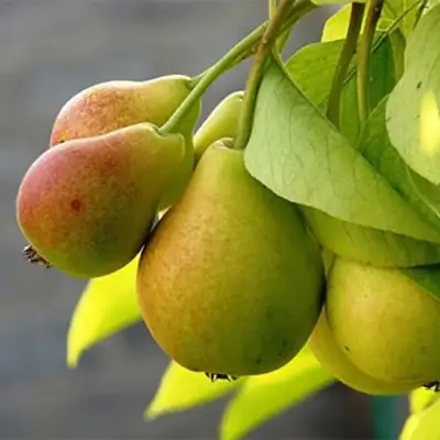 Груша СЕВЕРЯНКА в Полоцке