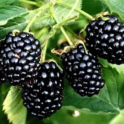 Ежевика ПРАЙМ АРК ТРЕВЕЛЕР ремонтантная  в Полоцке