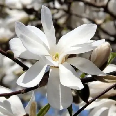 Магнолия ЛЕБНЕРА МЕРРИЛЛ в Полоцке